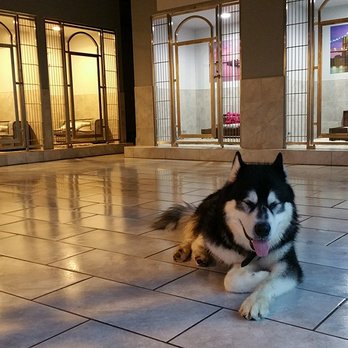 My BFF Resort - Pet Sitting Near Me - Johnston, Rhode Island My BFF Resort - Pet Sitting Near Me - Johnston, Rhode Island