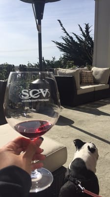 Sonoma Coast Vineyards by null