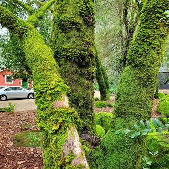 Axr Napa Valley - moss covered trees on AXR vineyard plot - Wineries Near Me - Saint Helena, California