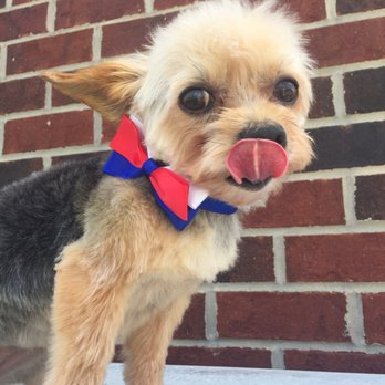 A Styled Pooch - Pet Groomers Near Me - Concord, North Carolina