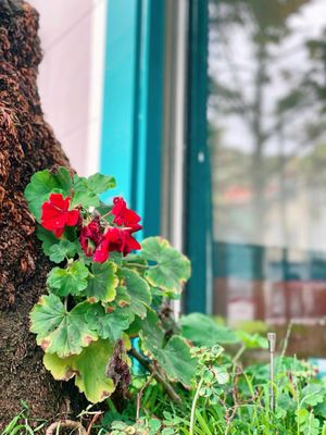 Beit Rima by null Beit Rima by null