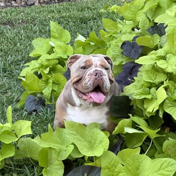 VEG ER for Pets - Tank back home happy - Emergency Pet Hospital Near Me - Houston, Texas