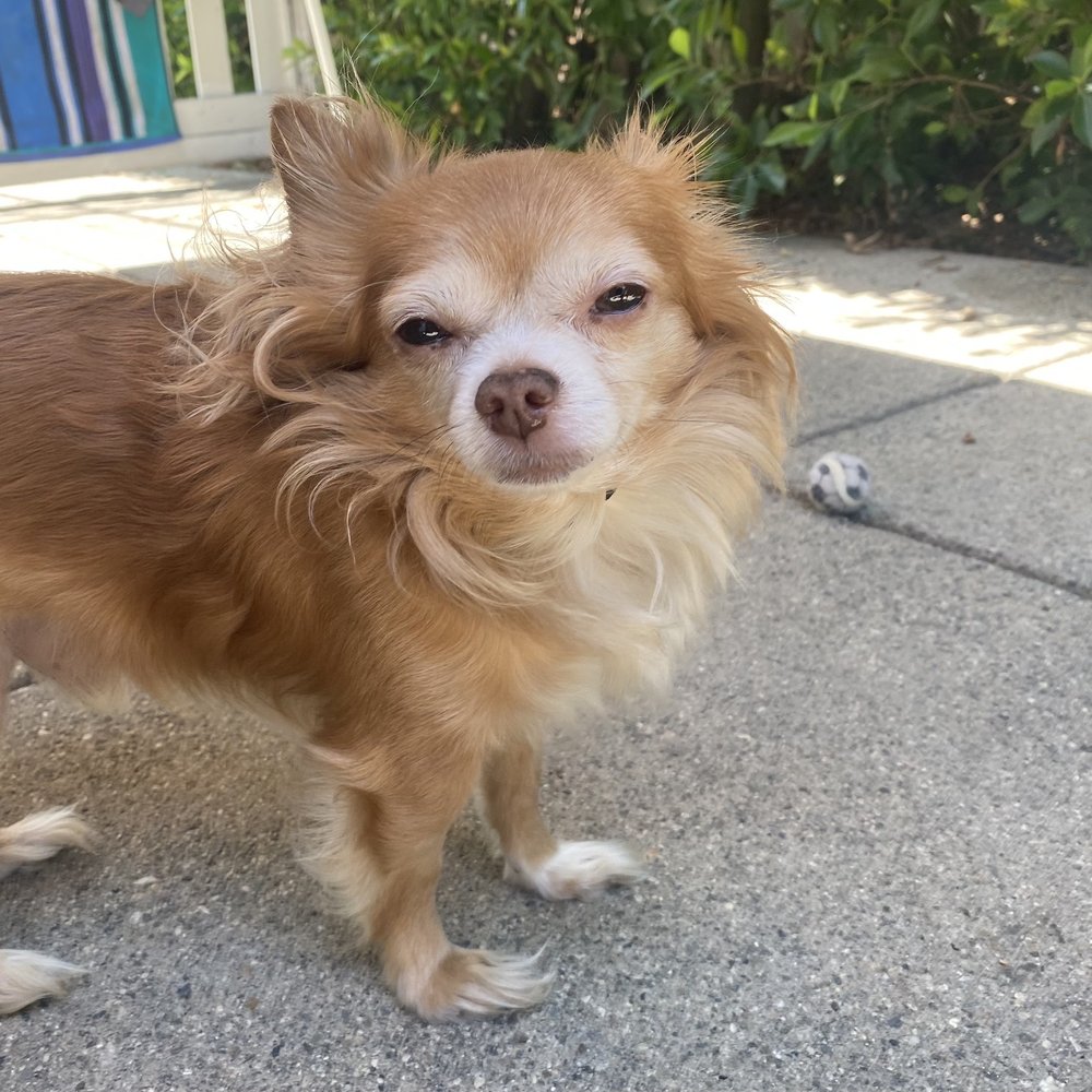 OC Pom Rescue - Tuffy-- our fourth foster dog. OC Pom helped him to get a double luxating patella surgery. He was adopted into a happy home! - Community Service/Non-Profit Near Me - Huntington Beach, California OC Pom Rescue - Tuffy-- our fourth foster dog. OC Pom helped him to get a double luxating patella surgery. He was adopted into a happy home! - Community Service/Non-Profit Near Me - Huntington Beach, California