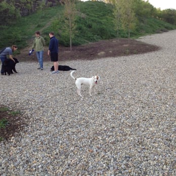Fido Field - Robbie having fun at Fido Field - Dog Parks Near Me - Cincinnati, Ohio