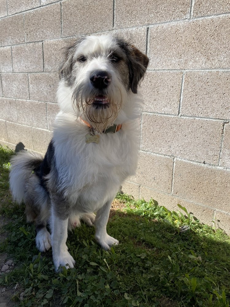 BEBA’S SPAW MOBILE PET GROOMING 57 Photos & 68 Reviews Redlands