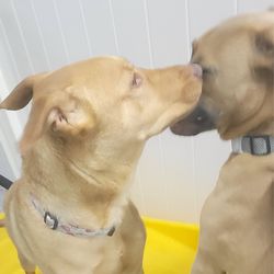 Playful Pack