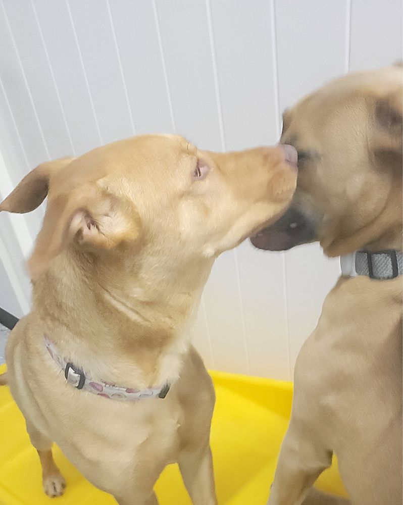 Playful Pack - pet boarding facility in Round Rock, TX