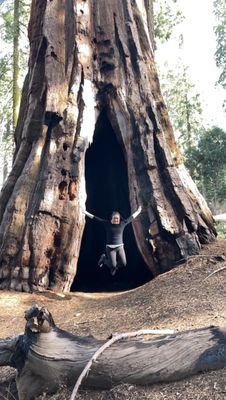 Mariposa Grove by null