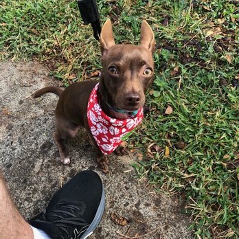 Balanced Obedience - 6-month-old, 7-pound Chihuahua terrier mix - Pet Training Near Me - Honolulu, Hawaii Balanced Obedience - 6-month-old, 7-pound Chihuahua terrier mix - Pet Training Near Me - Honolulu, Hawaii