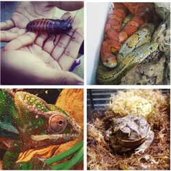 Backyard Wildlife Resource Center - From the top left: Madagascar Hissing Cockroach, Carolina Corn Snakes, Ambilobe Panther Chameleon, Southern Toad
