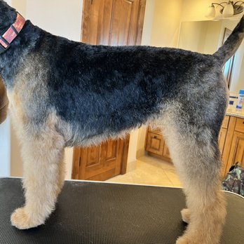 Happy Dogs Cosmuttology - Pet Groomers Near Me Happy Dogs Cosmuttology - Pet Groomers Near Me