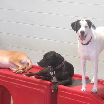 Camp Bow Wow - Three stages of play at Camp Bow Wow, standing, laying and sleeping! - Pet Sitting Near Me - Philadelphia, Pennsylvania Camp Bow Wow - Three stages of play at Camp Bow Wow, standing, laying and sleeping! - Pet Sitting Near Me - Philadelphia, Pennsylvania