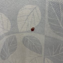 Piedmont Medical Center Gold Hill Emergency Department - Close image of dried blood on curtains.