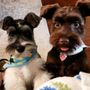 Photo of Love Fur Dogs Grooming