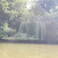 Bootsverleih Monrepos