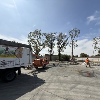 Vazquez tree service - Tree Services Near Me - Whittier, California Vazquez tree service - Tree Services Near Me - Whittier, California