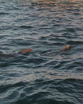 Banana Bay Tour Company by null