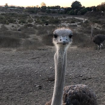 Ostrichland USA - Attraction Farms Near Me - Solvang, California
