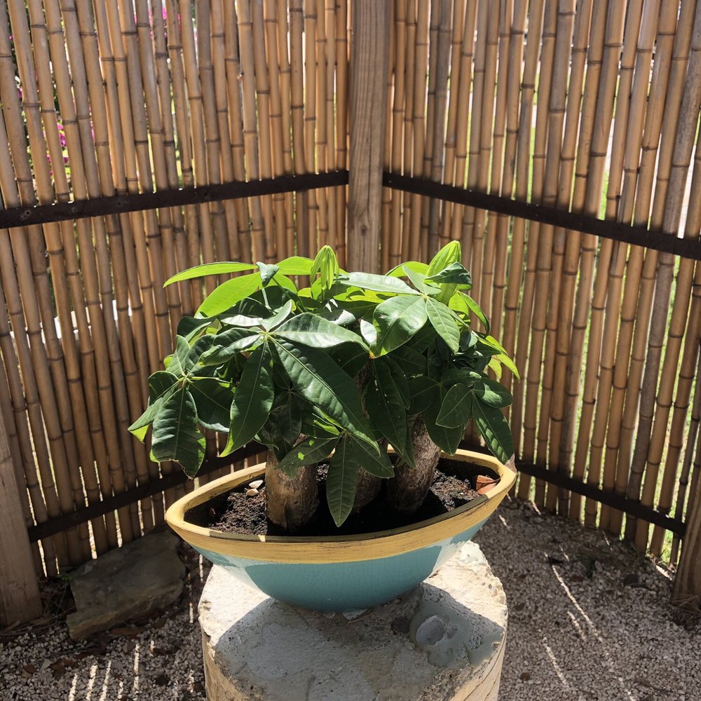 Castillo de Serrallés - Bonsai - Museums Near Me - Ponce, Puerto Rico Castillo de Serrallés - Bonsai - Museums Near Me - Ponce, Puerto Rico
