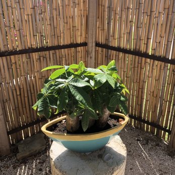 Castillo de Serrallés - Bonsai - Museums Near Me - Ponce, Puerto Rico Castillo de Serrallés - Bonsai - Museums Near Me - Ponce, Puerto Rico