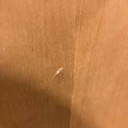 John Muir High School Early College Magnet - The booger on my seat