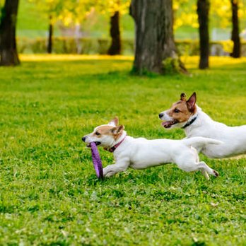 Pooches Park - Dogs at Play - Pet Sitting Near Me