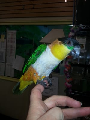 Bird Paradise by null