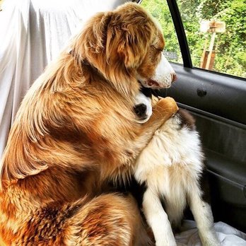 Love's Pets - It will be ok just as soon as we arrive to Loves Pets! - Pet Stores Near Me - Agoura Hills, California Love's Pets - It will be ok just as soon as we arrive to Loves Pets! - Pet Stores Near Me - Agoura Hills, California