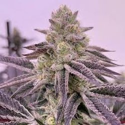 Puffin Canna