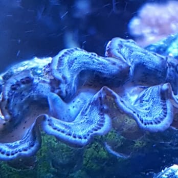 Bio Reef - Maxima clam $64 - Aquarium Services Near Me - Jacksonville, Florida