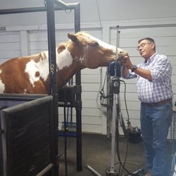 Tri Star Equine Veterinary Services - Extensive experience and practice in Equine Dentistry, and top of the line equipment.