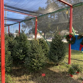 Blue Ridge Tree Farm - Christmas Trees Near Me - Fort Lauderdale, Florida Blue Ridge Tree Farm - Christmas Trees Near Me - Fort Lauderdale, Florida