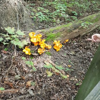 Matthiessen State Park - Chanterelle mushrooms - Parks Near Me - Oglesby, Illinois Matthiessen State Park - Chanterelle mushrooms - Parks Near Me - Oglesby, Illinois