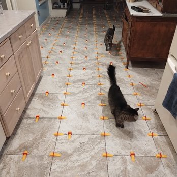 Custom Professional Renovations - My cats check out the new floor in progress. - General Contractors Near Me - Englewood, Colorado Custom Professional Renovations - My cats check out the new floor in progress. - General Contractors Near Me - Englewood, Colorado
