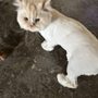 Photo of Pro Pet Spa