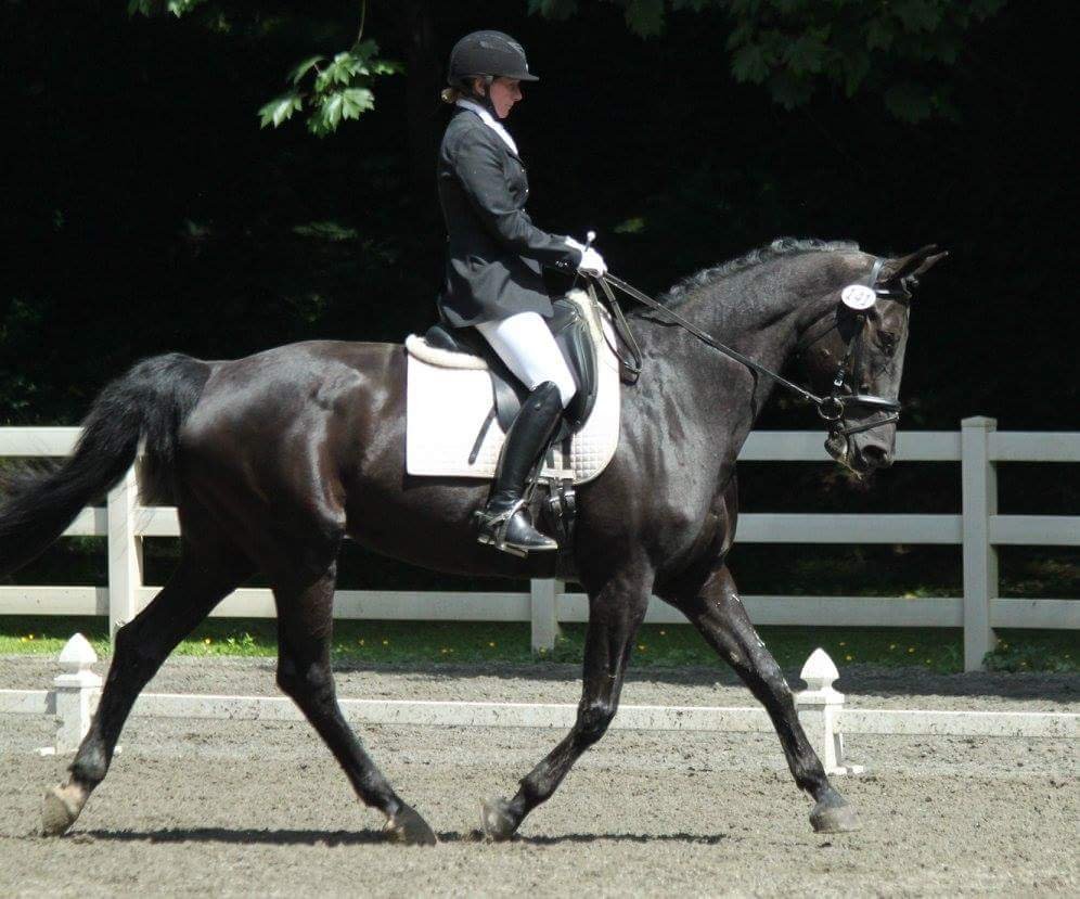 Leading Edge Dressage Logo