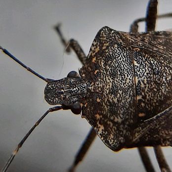 Rambo Total Pest Control - Brown Marmorated Stink Bugs are an invasive species we have seen on the rise around here. - Pest Control Near Me Rambo Total Pest Control - Brown Marmorated Stink Bugs are an invasive species we have seen on the rise around here. - Pest Control Near Me