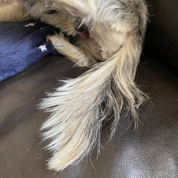 PetSmart - Licking her wound next to her vagina - Pet Groomers Near Me - Palmdale, California PetSmart - Licking her wound next to her vagina - Pet Groomers Near Me - Palmdale, California