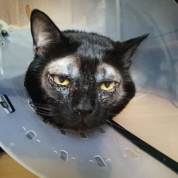Veterinary Eye Clinic - Veterinarians Near Me - Alhambra, California Veterinary Eye Clinic - Veterinarians Near Me - Alhambra, California
