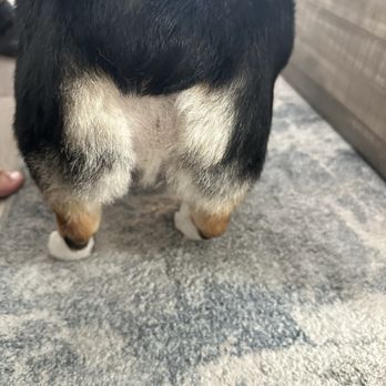 Bogart's Bone Appetit - Pet Groomers Near Me - Las Vegas, Nevada
