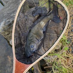Brinkmans Bait and Tackle - 5lb catfish caught with a night crawler courtesy of Brinkmans