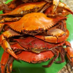 South Dade Fish Market - After I steamed the crabs.
