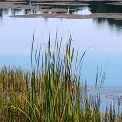 Horne Lake RV Park - Early Morning down by the lake.