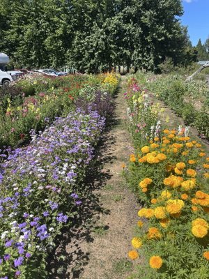 Minto Island Growers by null