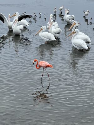 Leonabelle Turnbull Birding Center by null