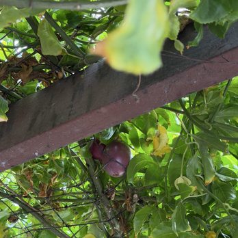 Wayfarer Bread & Pastry - They had fruits growing on their patio - Bakeries Near Me - San Diego, California Wayfarer Bread & Pastry - They had fruits growing on their patio - Bakeries Near Me - San Diego, California