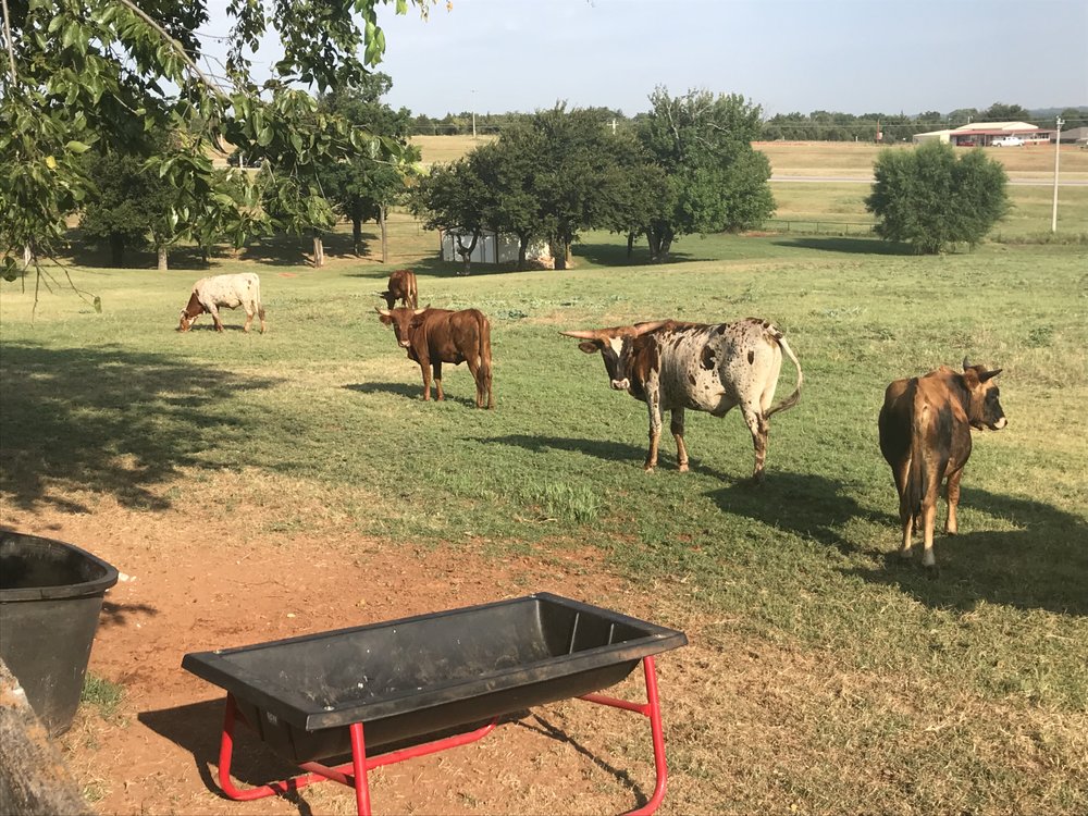 Bella Rosa Ranch - equestrian in BLANCHARD, OK
