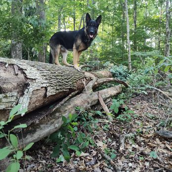 All Star Tree Service - Tree Services Near Me