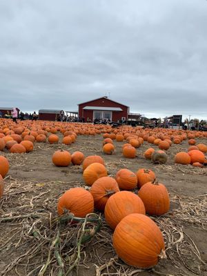 Hank's Pumpkintown by null