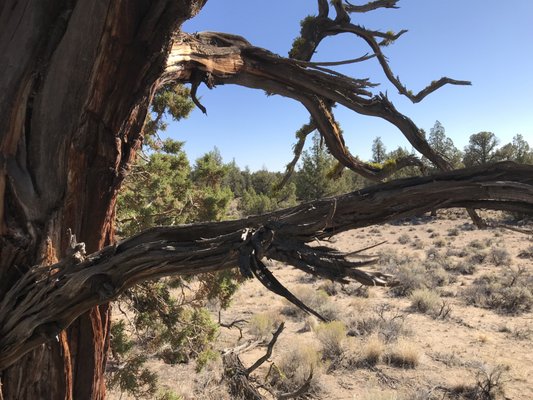 Oregon Badlands Wilderness by null